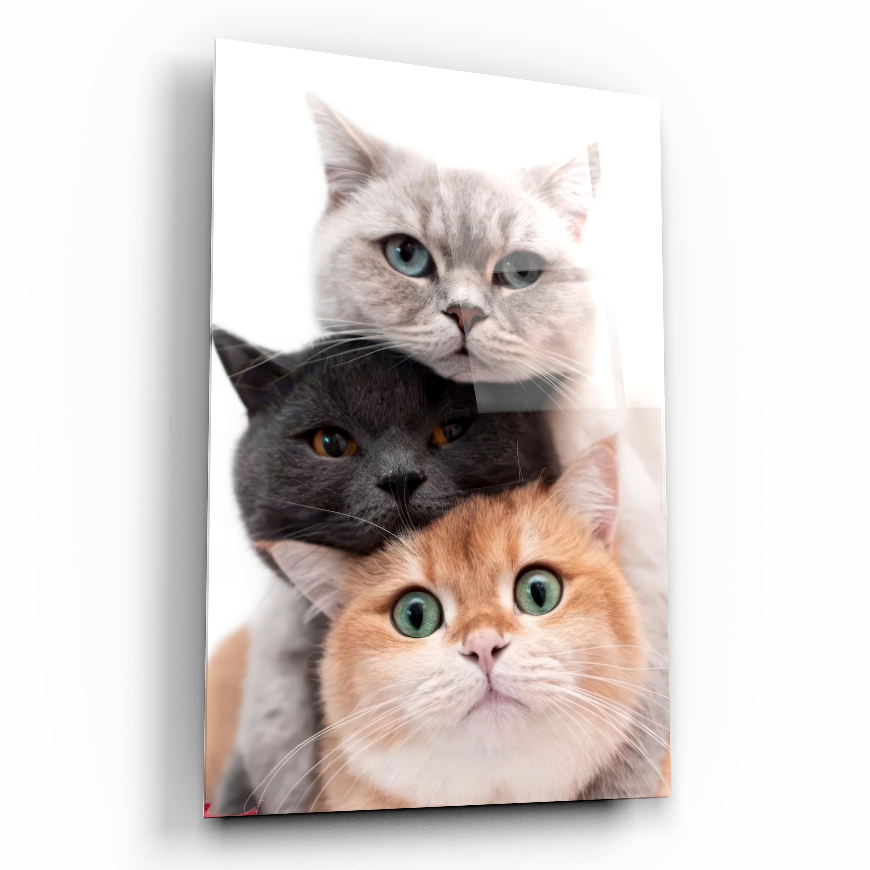 Sevimli Üç Kedi Totemi Temalı Cam Tablo
